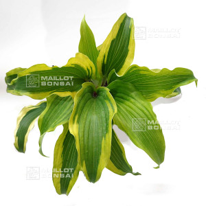 hosta monkey business