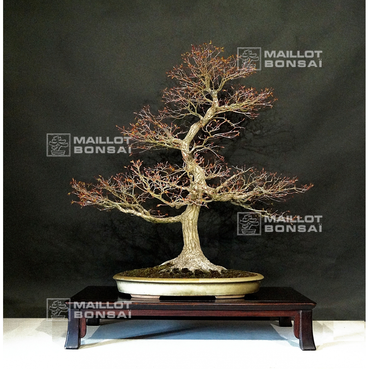  Bonsa   d  exception  VENDU acer palmatum ref 13040192 de 