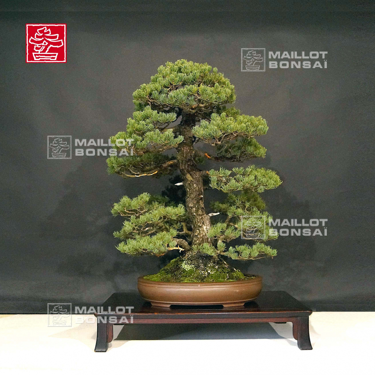  Bonsa   d  exception  Pinus pentaphylla vari t  kokonoe 