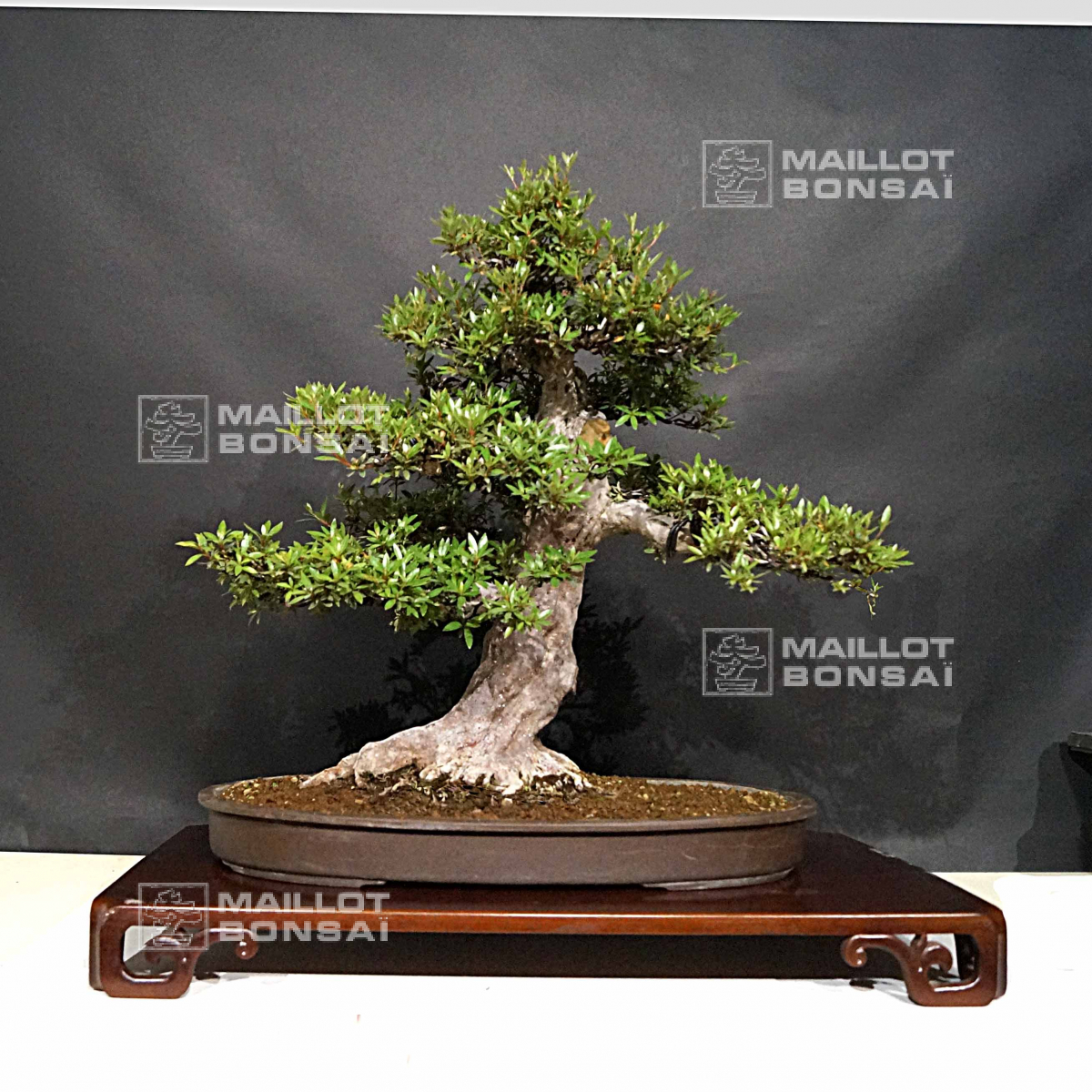  Bonsa   d  ext rieur rhododendron kinsai 190402011 de 