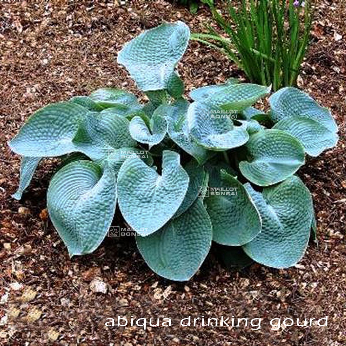 Hosta abiqua drinking gourd. Хоста гибридная Абиква дринкин гурд. Хоста Abiqua drinking Gourd. Хоста Абиква дринкин. Хоста гибридная 'Abiqua drinking Gourd'.