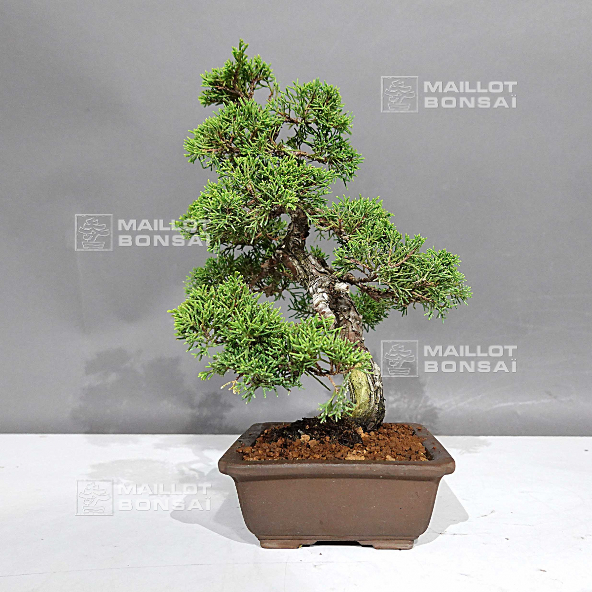 Coniferous bonsai juniperus chinensis itoigawa ref 30080235 from 