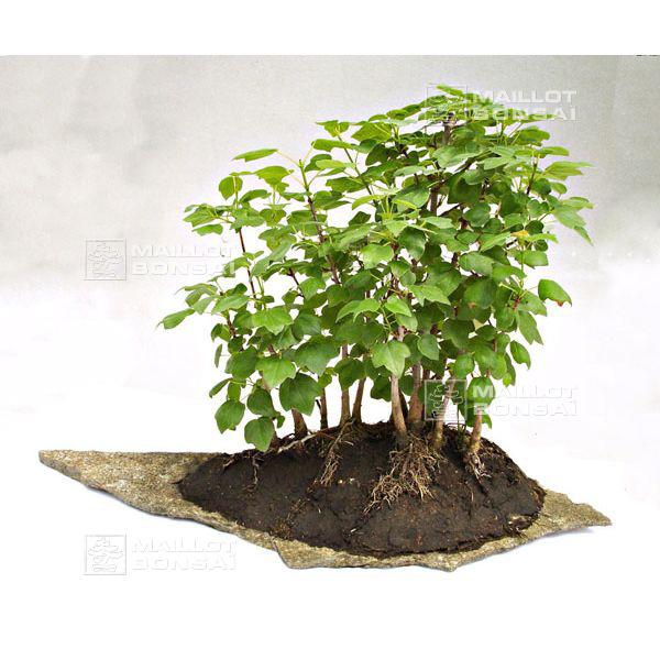 Dr. Soil Terreau pour bonsaïs 1l