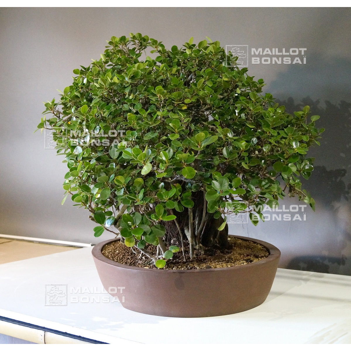 Fil pour bonsaï en aluminium cuivré 1 Kg - de 1 à 6 mm., 32,00 €
