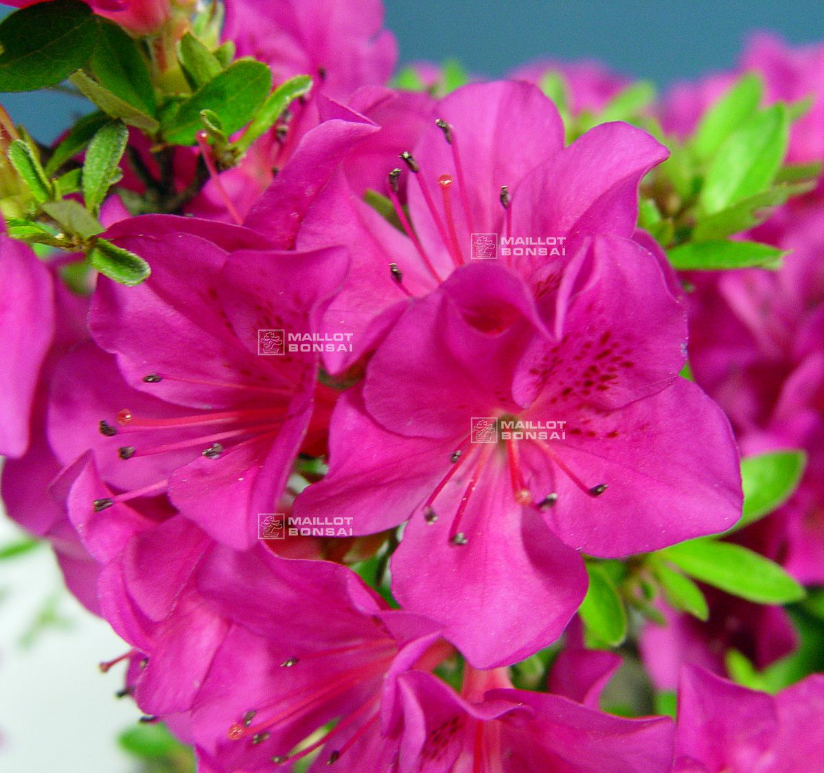 Bonsai azalée du japon, Satsuki hoshi no kagayaki, rhodendendron.