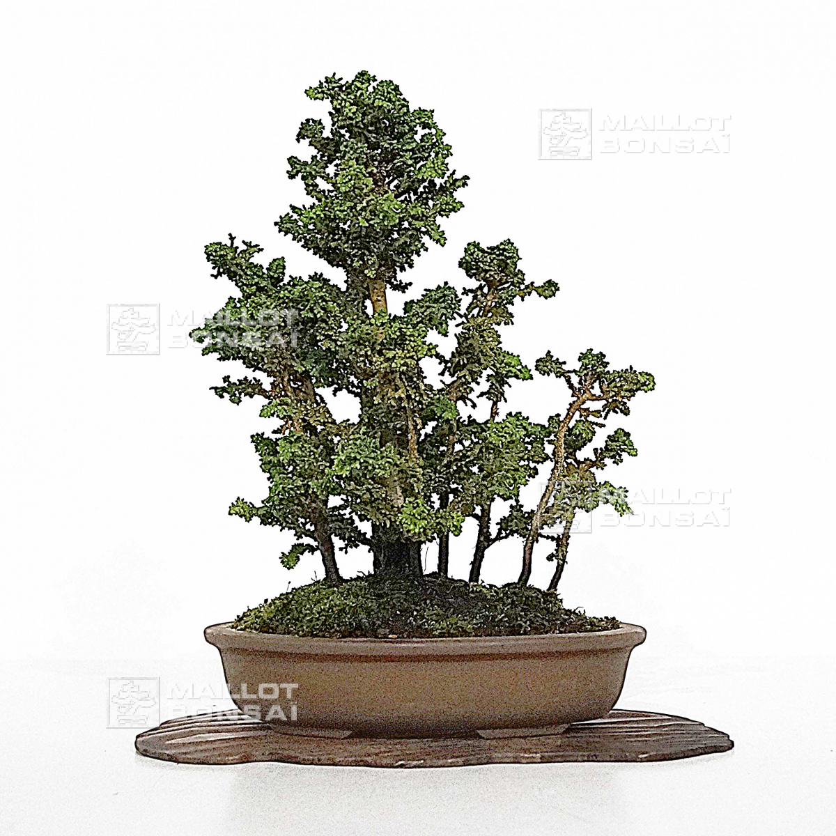 Pot de culture pour bonsaï - 280 mm