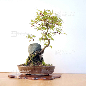 acer-palmatum-ori-hime-09050203