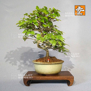 VENDU Premna japonica 30070214