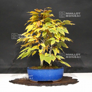 fagus-crenata-22100218