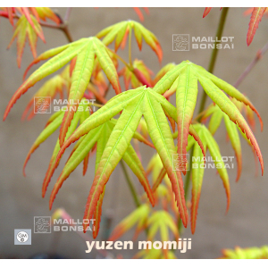 yuzen-momiji