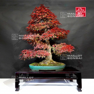 vendu-acer-palmatum-beni-chidori-27100214