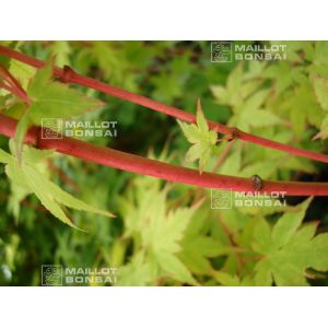 acer-palmatum-shin-nyo