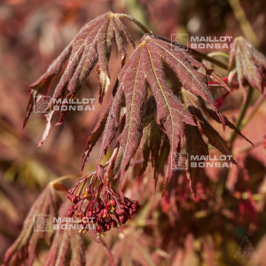 acer-x-pseudosieboldianum-north-wind