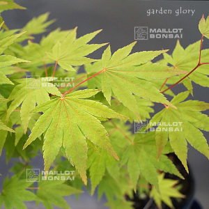 acer-shirasawanum-garden-glory