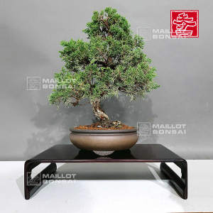 juniperus-chinensis-itoigawa-ref-08090233