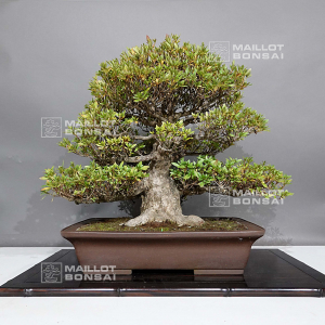 Mini bonsai plant -  France