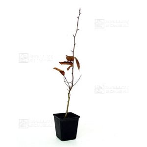 hetre-du-japon-fagus-crenata-de-semis-60-80-cm