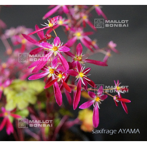 saxifraga fortunei beni hime