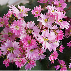 saxifraga fortunei momo shiranami