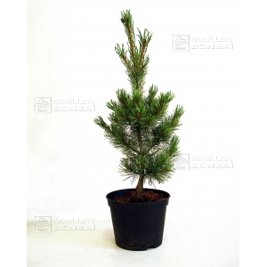 pinus-pentaphylla-variete-blue-lou-pot-3-litres