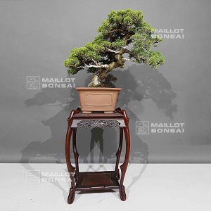 vendu-juniperus-chinensis-itoigawa-ref-16080242