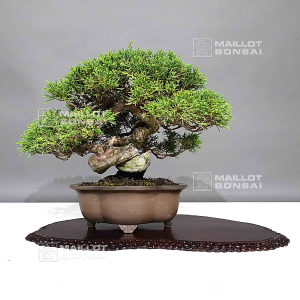 juniperus-chinensis-itoigawa-ref-16080243