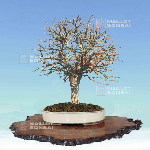 zelkova-serrata-ref-07090241