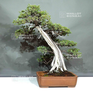 vendu-juniperus-rigida-12010245