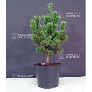 pinus-parviflora-ssp-pentaphylla-hagoromo-pot-4-0