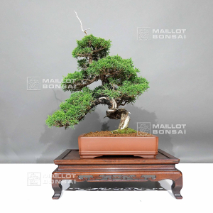 juniperus-chinensis-itoigawa-ref-05110241