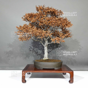 fagus-crenata-beech-tree-bonsai-ref-05110243