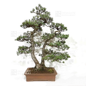 pinus-pentaphylla-030120251