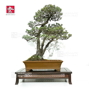 pinus-pentaphylla-ref-030120252