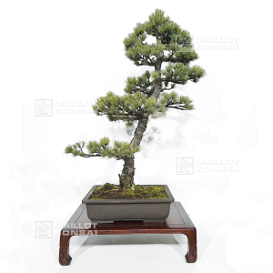 pinus-pentaphylla-030120257