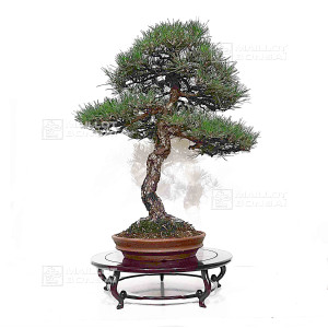 Pinus thunbergii ref:12070251