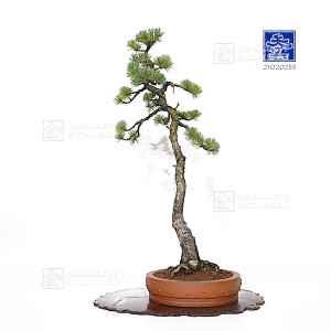 Pinus pentaphylla ref 21020255