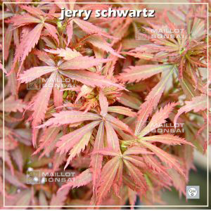 jerry-schwartz