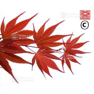 momiji-gawa