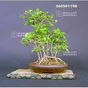 premna-japonica-ref-06050119