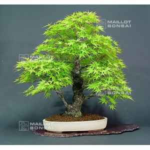 acer-palmatum-arakawa-ref-26060139