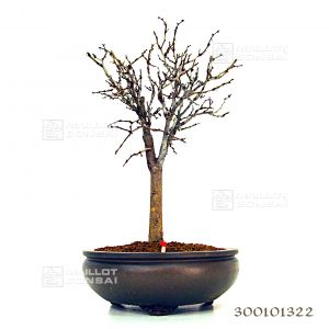 zelkova-serrata-ref-300101322