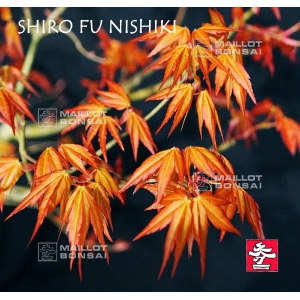 shiro-fu-nishiki