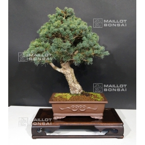 five-needle-kokonoe-japanese-white-pine-ref-24020