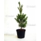 pinus-pentaphylla-blue-lou