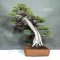 juniperus-rigida-12010245