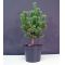 pinus-parviflora-ssp-pentaphylla-hagoromo-pot-4-0