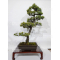 pinus-pentaphylla-030120257