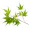 acer palmatum arakawa from seedling 0.3 LITER POT