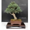 Five-needle kokonoe Japanese white pine ref: 24020