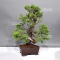 VENDU  juniperus chinensis itoigawa 08090238